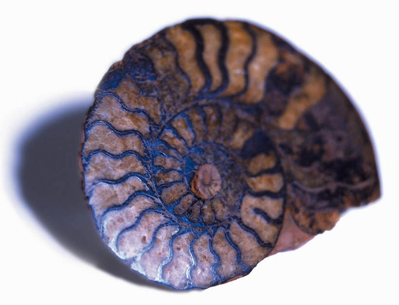 无人,横图,室内,特写,白天,白色背景,正面,静物,阴影,反射,鹦鹉螺,影子,海螺,海洋生物,一只,摄影,影棚,软体动物,峨螺,水生动物,水生物,海底动物,彩图,影棚拍摄,拍摄