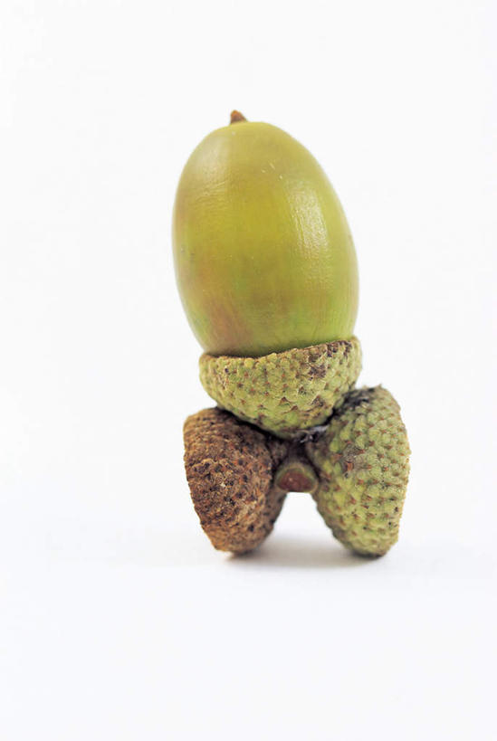 无人,竖图,俯视,室内,特写,白天,白色背景,桌面,桌子,静物,木制,坚果,一个,木制品,干果,摄影,影棚,单个,橡果,橡树果,橡栗,橡实,橡树子,橡子,彩图,高角度拍摄,影棚拍摄,拍摄