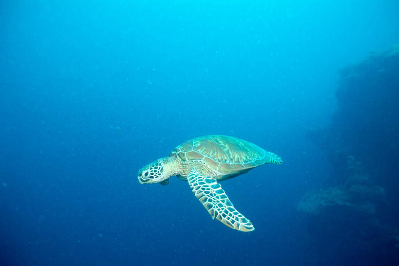 游泳,无人,横图,室外,白天,侧面,旅游,度假,海底,水下,海浪,海洋,美景,龟,阴影,光线,影子,景观,浪花,水底,注视,娱乐,海洋生物,一只,阳光,自然,海水,观察,看,享受,休闲,健康,景色,放松,海底世界,观看,石龟,绿海龟,察看,关注,自然风光,水生动物,坚定,水生物,海景,海底动物,绿蠵龟,长寿,泅水,拍浮,大海,风浪,海,海床,海水的波动,近岸浪,涌浪,海龟,彩图,全身