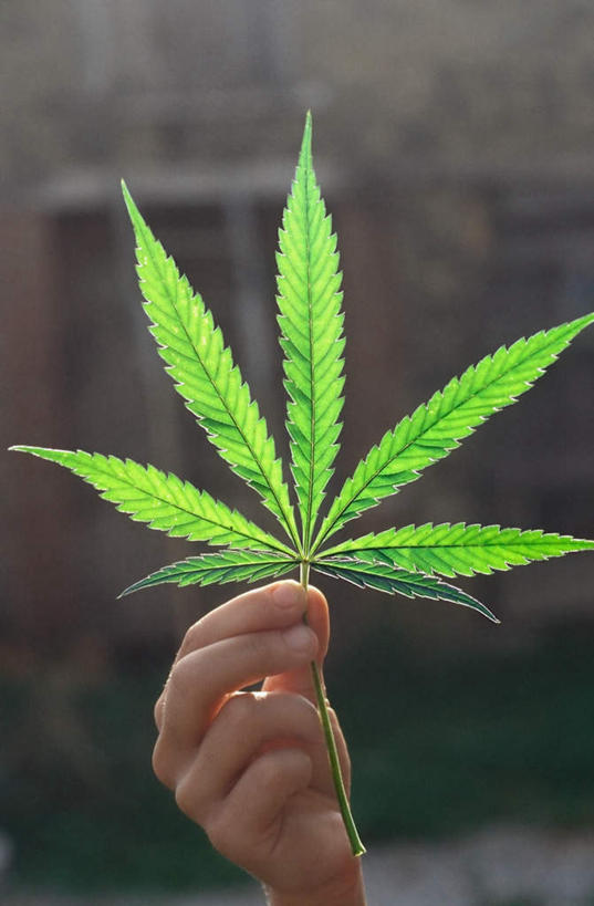 西方人,手,一个人,竖图,室外,特写,白天,正面,叶子,欧洲,欧洲人,仅一个男性,仅一个人,握,阴影,朦胧,模糊,光线,影子,绿叶,仅一个年轻男性,阳光,手部,嫩叶,握着,单手,毒品,大麻,大麻草,男人,男性,年轻男性,白种人,叶,叶片,半身,彩图