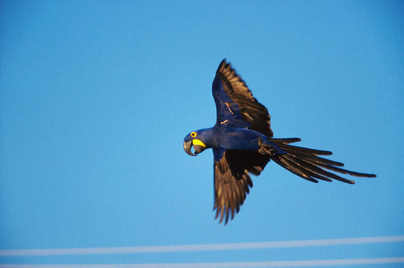 无人,横图,室外,白天,仰视,旅游,度假,美景,鸟,鹦鹉,飞翔,伸展,张开,展翅,阴影,飞行,光线,翅膀,鸟类,影子,景观,云,云朵,翱翔,云彩,娱乐,飞,一只,蓝色,白云,蓝天,天空,阳光,自然,动物,天,享受,休闲,景色,放松,可爱,活泼,晴朗,金刚鹦鹉,自然风光,张开翅膀,观赏鸟,黄领金刚鹦鹉,金领金刚鹦鹉,展开翅膀,晴空,彩图,低角度拍摄