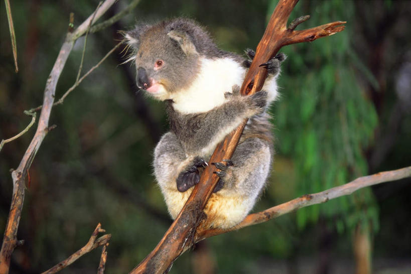 无人,坐,抱,横图,室外,白天,正面,美景,植物,哺乳动物,野生动物,一头,阴影,朦胧,模糊,光线,影子,景观,枝条,注视,树,树木,树枝,阳光,自然,动物,观察,看,景色,可爱,活泼,抱着,观看,察看,搂着,关注,自然风光,树袋熊,考拉,无尾熊,可拉熊,虬枝,枝杈,搂,搂抱,坐着,彩图,全身
