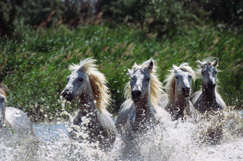 无人,跑,横图,室外,白天,正面,旅游,度假,草地,草坪,河流,美景,水,植物,马,野生动物,阴影,飞溅,溅,光线,液体,影子,河水,景观,水滴,水流,注视,娱乐,五匹,水珠,草,蓝色,绿色,蓝天,天空,阳光,自然,动物,天,观察,看,享受,休闲,景色,放松,运输,牲畜,晴朗,观看,察看,关注,喷洒,自然风光,万里无云,晴空,晴空万里,跑步,半身,彩图