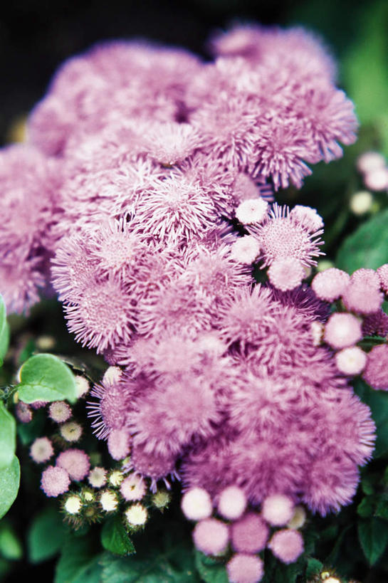 无人,竖图,室外,特写,白天,正面,花海,花圃,美景,植物,叶子,朦胧,模糊,盛开,景观,草药,药草,花蕾,中药,花,花瓣,花朵,花卉,鲜花,绿色,紫色,自然,花丛,花束,花田,花苞,花蕊,景色,藿香,大叶薄荷,自然风光,药材,中草药,中药材,本草,排香草,土藿香,彩图