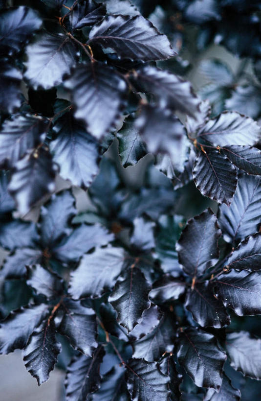 无人,竖图,室外,特写,白天,正面,美景,植物,朦胧,模糊,景观,树,树木,绿色,自然,景色,生长,成长,自然风光,山毛榉,麻栎金刚,山毛榉树,彩图