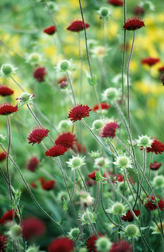无人,竖图,室外,特写,白天,正面,花海,花圃,美景,植物,叶子,朦胧,模糊,盛开,景观,花蕾,花,花瓣,花朵,花卉,鲜花,红色,绿色,自然,花丛,花束,花田,花苞,花蕊,景色,自然风光,轮峰菊,山萝卜,松虫草,紫盆花,彩图