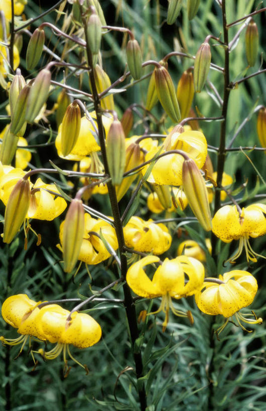 无人,竖图,室外,特写,白天,正面,花海,花圃,美景,植物,叶子,朦胧,模糊,盛开,景观,龙头花,花蕾,花,花瓣,花朵,花卉,鲜花,黄色,绿色,自然,花丛,花束,花田,花苞,花蕊,景色,清纯,金鱼草,吉祥,自然风光,善良,吉利,祥瑞,好运,彩图