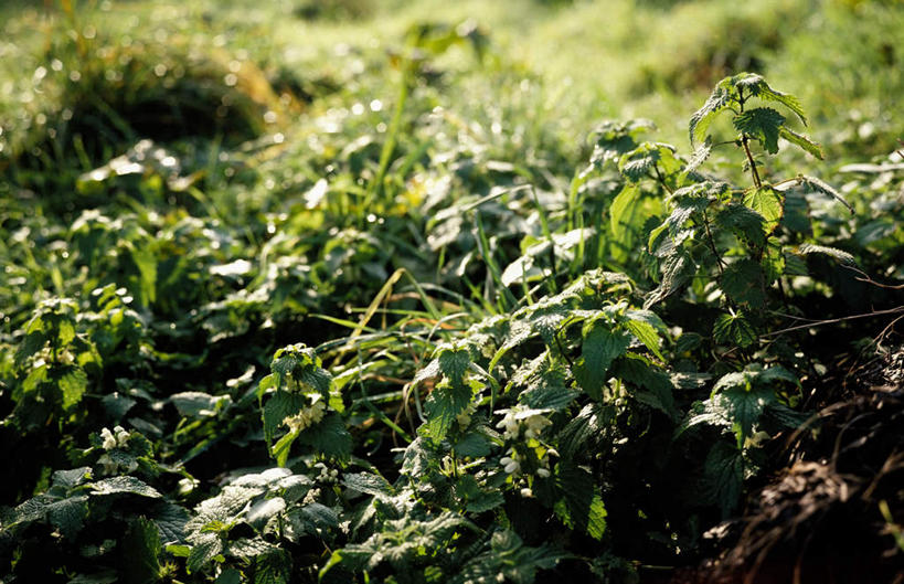 无人,横图,室外,特写,白天,正面,草地,美景,植物,叶子,朦胧,模糊,纹理,景观,绿叶,草药,药草,中药,草,绿色,自然,嫩叶,景色,自然风光,药材,中草药,中药材,本草,肌理,刺荨麻,叶,叶片,叶脉,彩图