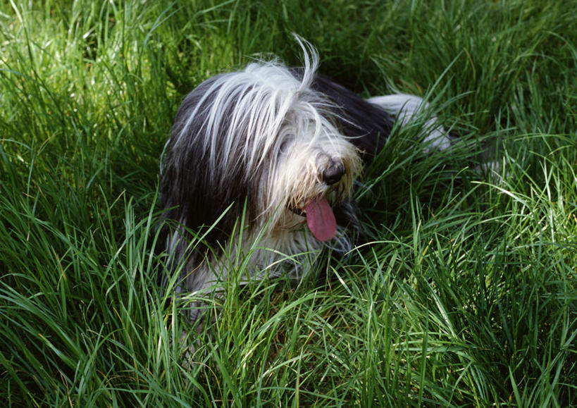无人,横图,俯视,室外,特写,白天,草地,草坪,植物,宠物,狗,阴影,光线,影子,吐舌头,草,一只,绿色,阳光,动物,趴着,伸舌头,鬼脸,吐舌,可爱,牧羊犬,忠诚,古代牧羊犬,古牧,截尾犬,英国古代牧羊犬,犬,趴,半身,彩图,高角度拍摄