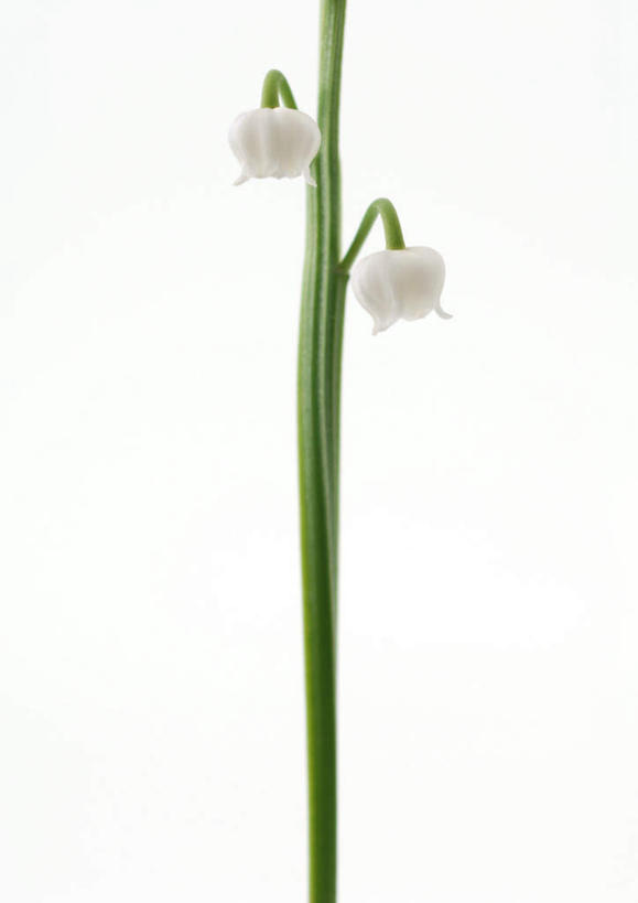 无人,竖图,室内,特写,白天,白色背景,正面,幸福,盛开,铃兰花,花蕾,花,花瓣,花朵,鲜花,两朵,白色,花苞,花茎,花蕊,摄影,影棚,铃铛花,铃兰,花梗,君影草,山谷百合,香水花,思念,彩图,影棚拍摄,拍摄
