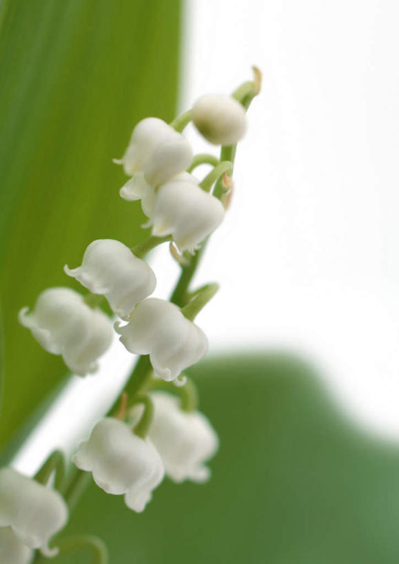 无人,竖图,室内,特写,白天,白色背景,正面,幸福,许多,盛开,铃兰花,花蕾,花,花瓣,花朵,鲜花,两朵,白色,花苞,花茎,花蕊,摄影,影棚,铃铛花,铃兰,花梗,君影草,山谷百合,香水花,思念,彩图,影棚拍摄,拍摄
