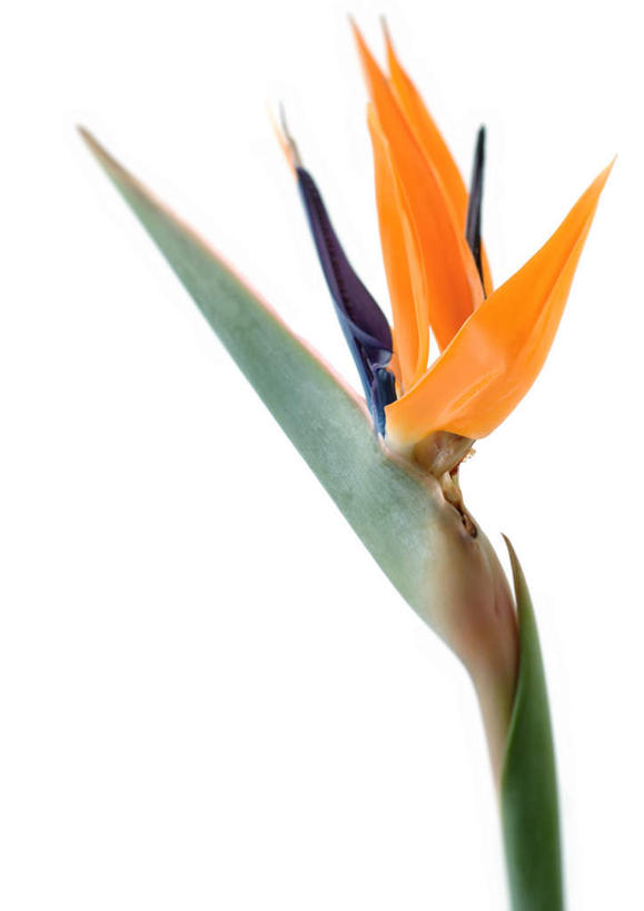 无人,竖图,室内,特写,白天,白色背景,正面,鹤望兰,叶子,盛开,绿叶,花蕾,花,花瓣,花朵,鲜花,一朵,花苞,花茎,花蕊,橙色,嫩叶,摄影,影棚,高雅,清新,花梗,极乐鸟花,天堂鸟,叶,叶片,彩图,影棚拍摄,拍摄