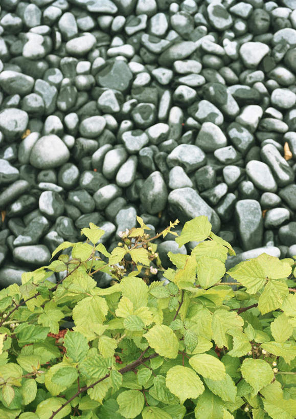 无人,竖图,俯视,室外,特写,白天,石头,静物,叶子,许多,石子,绿叶,绿色,嫩叶,叶,叶片,石块,彩图,高角度拍摄