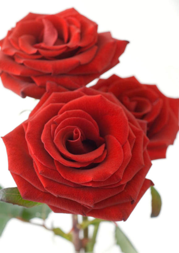 无人,竖图,室内,特写,白天,白色背景,正面,美景,玫瑰,静物,三朵,朦胧,模糊,盛开,景观,花蕾,花,花瓣,花朵,鲜花,红色,自然,花苞,花蕊,景色,摄影,红玫瑰,影棚,自然风光,彩图,影棚拍摄,拍摄