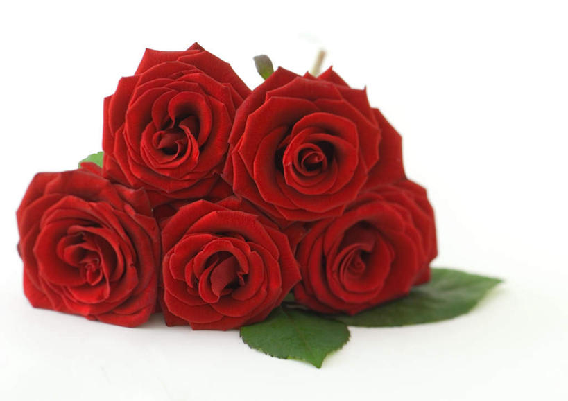 无人,横图,室内,特写,白天,白色背景,正面,美景,玫瑰,静物,五朵,许多,朦胧,模糊,盛开,景观,花蕾,花,花瓣,花朵,鲜花,自然,花苞,花蕊,景色,摄影,红玫瑰,影棚,自然风光,彩图,影棚拍摄,拍摄