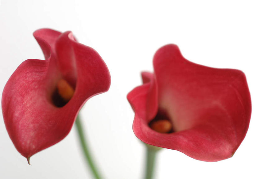 无人,横图,俯视,室内,特写,白天,白色背景,美景,马蹄莲,静物,朦胧,模糊,盛开,景观,花蕾,花,花瓣,花朵,鲜花,两朵,红色,自然,花苞,花蕊,景色,摄影,影棚,自然风光,慈菇花,观音莲,水芋马,彩图,高角度拍摄,影棚拍摄,拍摄