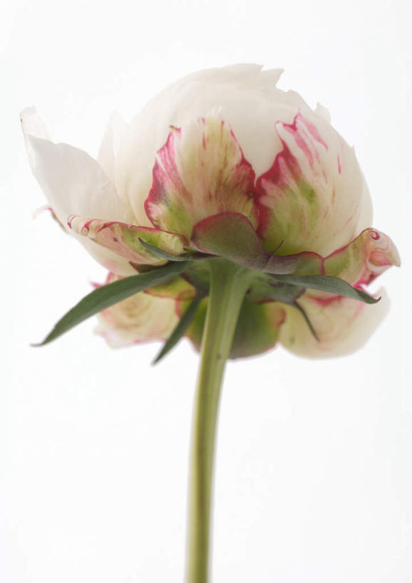 无人,竖图,室内,特写,白天,白色背景,仰视,美景,牡丹花,静物,朦胧,模糊,盛开,景观,花蕾,花,花瓣,花朵,鲜花,一朵,白色,自然,花苞,花蕊,景色,摄影,影棚,富贵,自然风光,鼠姑,鹿韭,白茸,百雨金,浓情,圆满,富贵花,洛阳花,牡丹,木芍药,芍药,彩图,低角度拍摄,影棚拍摄,拍摄