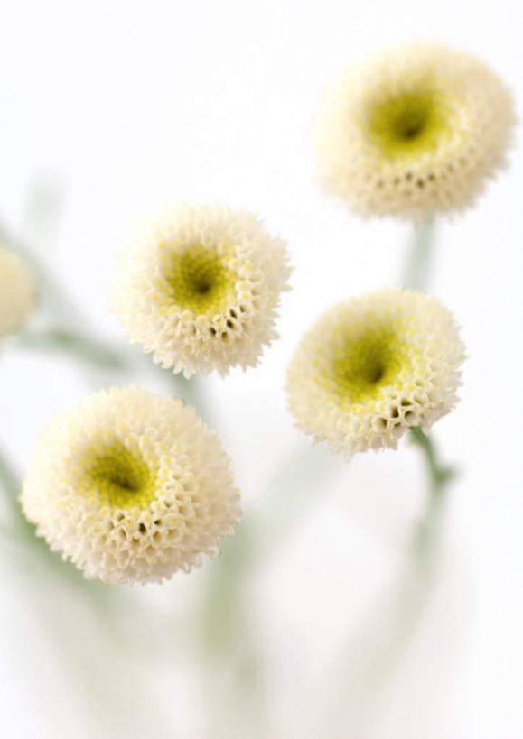 无人,竖图,俯视,室内,特写,白天,白色背景,美景,静物,四朵,朦胧,模糊,盛开,景观,花蕾,花,花瓣,花朵,鲜花,白色,自然,花苞,花蕊,菊花,景色,摄影,影棚,自然风光,杭菊花,彩图,高角度拍摄,影棚拍摄,拍摄