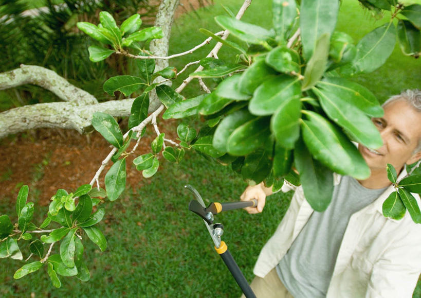 西方人,一个人,举,横图,俯视,室外,白天,草地,草坪,植物,叶子,欧洲,欧洲人,仅一个男性,仅一个人,握,修剪,剪刀,园艺,绿叶,拿,拿着,注视,草,树,树木,绿色,自然,看,托,仅一个老年男性,嫩叶,握着,生长,成长,关注,老年男性,男人,男性,白种人,园丁,叶,叶片,举起,举手,举着,抬头,向上举,向上伸,向上托,仰头,半身,彩图,高角度拍摄