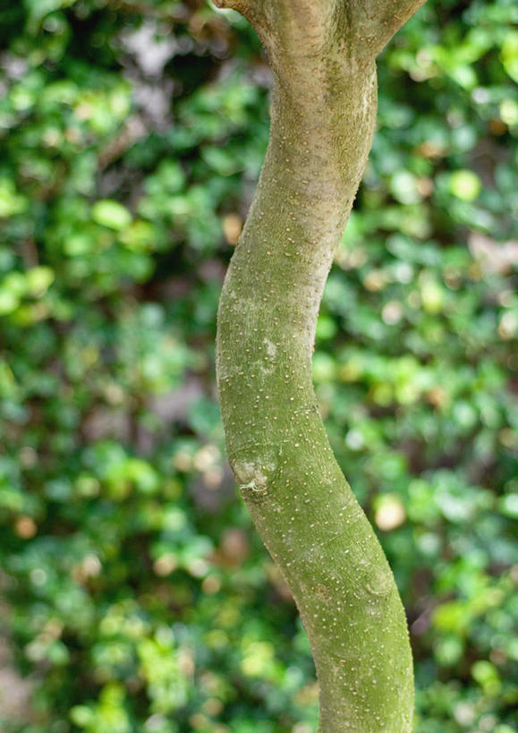 无人,花园,竖图,室外,特写,白天,正面,太阳,植物,阴影,朦胧,模糊,光线,影子,园艺,树,树干,树木,绿色,阳光,自然,生长,成长,彩图