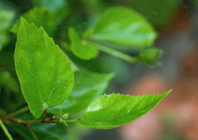 无人,花园,横图,室外,特写,白天,正面,美景,太阳,叶子,阴影,朦胧,模糊,光线,影子,景观,园艺,绿叶,阳光,自然,嫩叶,景色,生长,自然风光,叶,叶片,彩图