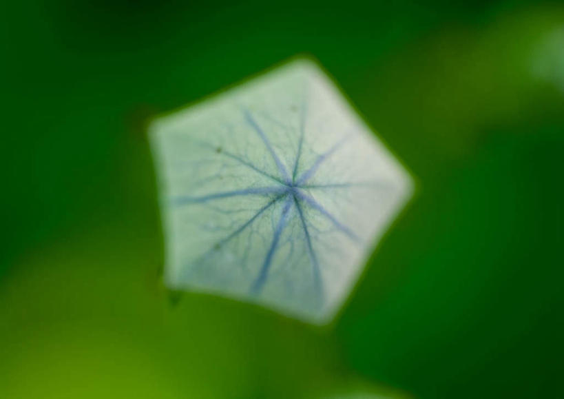 无人,横图,俯视,室外,特写,白天,爱情,旅游,度假,美景,朦胧,模糊,景观,花蕾,娱乐,花瓣,花朵,鲜花,一朵,蓝色,自然,花苞,享受,休闲,景色,放松,桔梗花,僧冠帽,自然风光,柔顺,六角荷,永恒,梗草,悲哀,诚实,无望,彩图,高角度拍摄