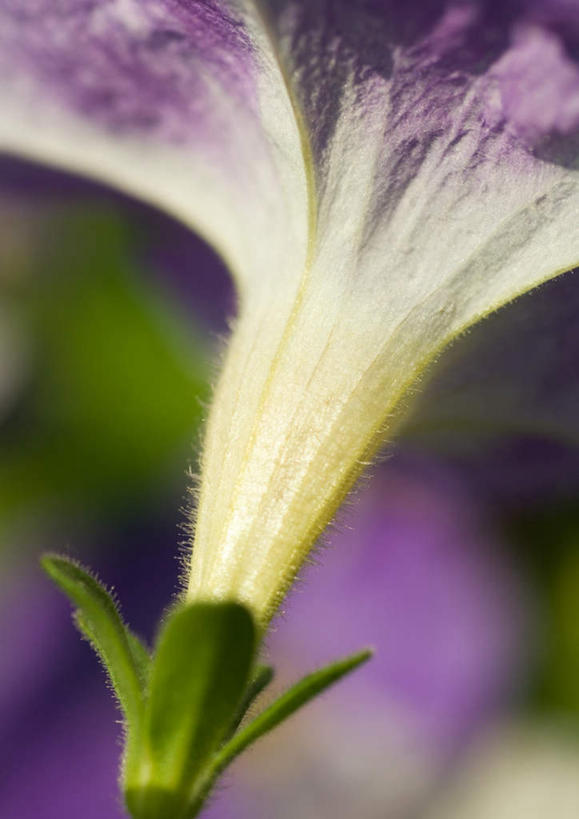 无人,竖图,室外,特写,白天,正面,爱情,旅游,度假,美景,喇叭花,朦胧,模糊,景观,花蕾,娱乐,花瓣,花朵,鲜花,一朵,紫色,自然,花苞,享受,休闲,景色,放松,虚幻,自然风光,矮牵牛花,永恒,牵牛,牵牛子,勤娘子,碧冬茄,朝颜花,灵芝牡丹,冷静,牵牛花,彩图