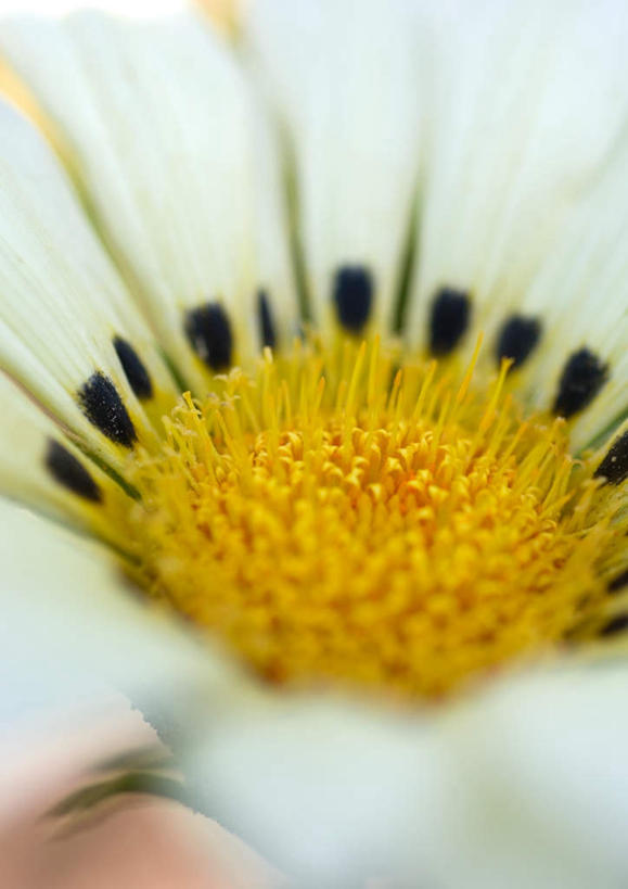 无人,竖图,室外,特写,白天,正面,旅游,度假,美景,植物,朦胧,模糊,景观,草药,药草,花蕾,娱乐,中药,花瓣,花朵,鲜花,一朵,自然,花苞,享受,休闲,景色,放松,机智,自然风光,止咳,药材,中草药,中药材,本草,说谎,化痰,紫苑,紫苑花,彩图,润肺