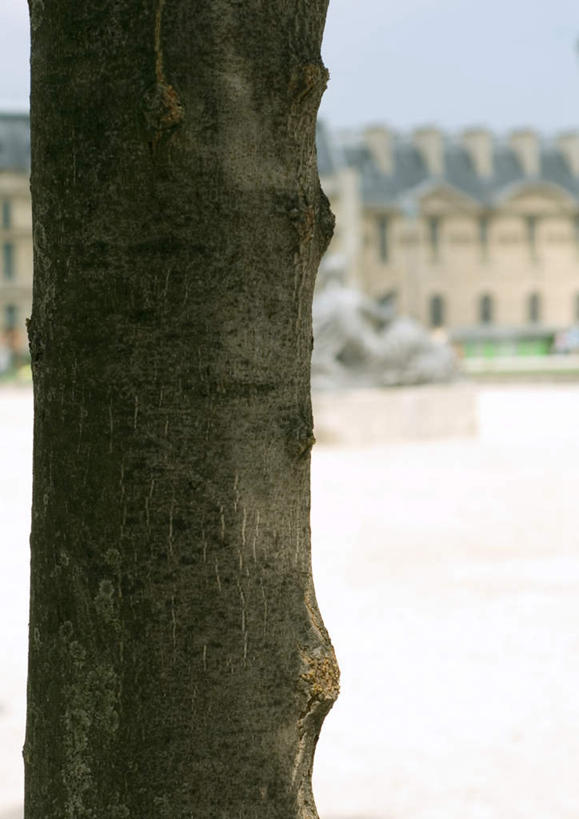 无人,花园,竖图,室外,特写,白天,正面,旅游,度假,花圃,美景,植物,法国,巴黎,欧洲,景观,娱乐,树,树干,树木,绿色,自然,享受,休闲,景色,放松,生长,成长,自然风光,杜乐丽花园,小花园,彩图