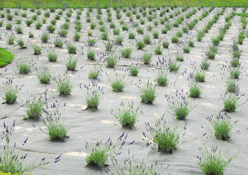 无人,农田,横图,俯视,室外,白天,爱情,旅游,度假,庄稼,草地,草坪,美景,植物,一排,整齐,景观,浪漫,娱乐,草,排列,绿色,自然,香草,薰衣草,享受,休闲,景色,放松,队列,自然风光,呼吸,灵香草,黄香草,奇迹,彩图,高角度拍摄,耕地,庄稼田