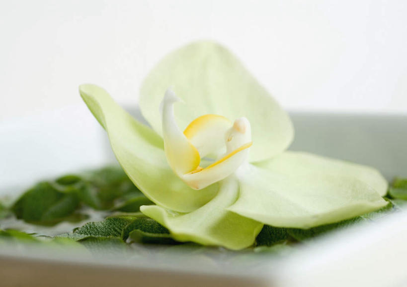 无人,横图,室内,特写,白天,白色背景,正面,叶子,朦胧,模糊,绿叶,石斛,花蕾,花瓣,花朵,鲜花,一朵,白色,花苞,嫩叶,摄影,影棚,石斛兰,金钗石斛,叶,叶片,彩图,影棚拍摄,拍摄