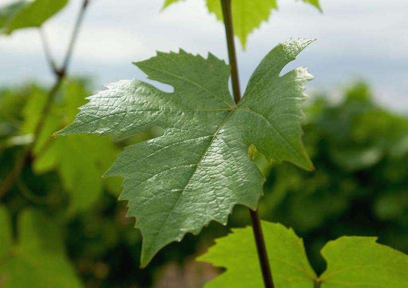 无人,果园,农田,横图,室外,特写,白天,正面,旅游,度假,庄稼,美景,田园,植物,叶子,朦胧,模糊,景观,绿叶,娱乐,葡萄园,自然,庄园,享受,休闲,嫩叶,景色,放松,葡萄叶,自然风光,叶,叶片,彩图,耕地,庄稼田