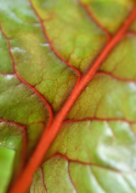 无人,竖图,室外,特写,白天,正面,旅游,度假,美景,植物,叶子,纹理,景观,绿叶,娱乐,自然,享受,休闲,嫩叶,景色,放松,自然风光,牛皮菜,肌理,厚皮菜,厚合菜,莙达菜,莙荙菜,根达菜,恭菜,观达菜,叶,叶片,叶脉,彩图