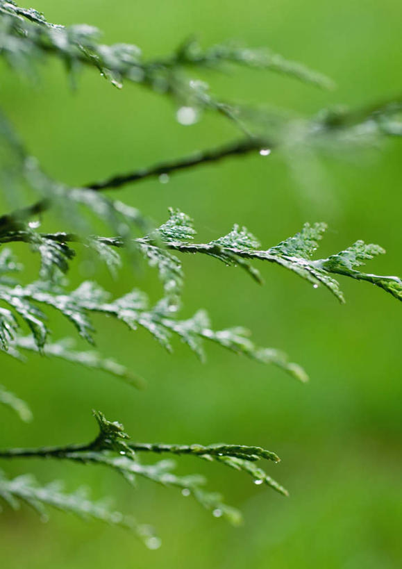 无人,竖图,室外,特写,白天,正面,旅游,度假,美景,植物,柏树,叶子,朦胧,模糊,景观,水滴,绿叶,娱乐,水珠,树枝,自然,享受,休闲,嫩叶,景色,放松,自然风光,常绿树,高尚,长寿,不朽,正气,叶,叶片,彩图