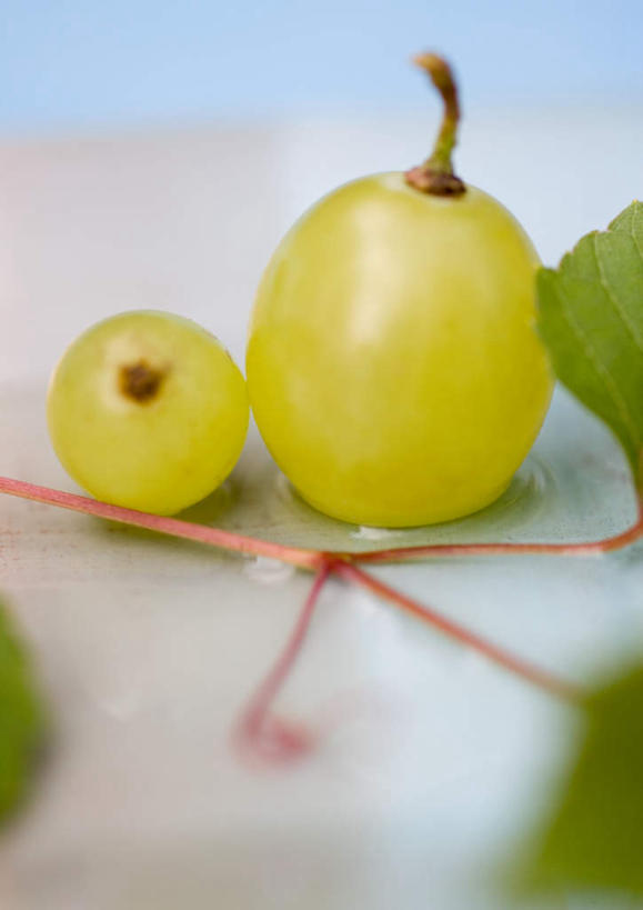 无人,竖图,室内,特写,白天,正面,桌面,桌子,葡萄,叶子,绿叶,两个,绿色,嫩叶,摄影,影棚,叶,叶片,山葫芦,蒲桃,草龙珠,彩图,影棚拍摄,拍摄