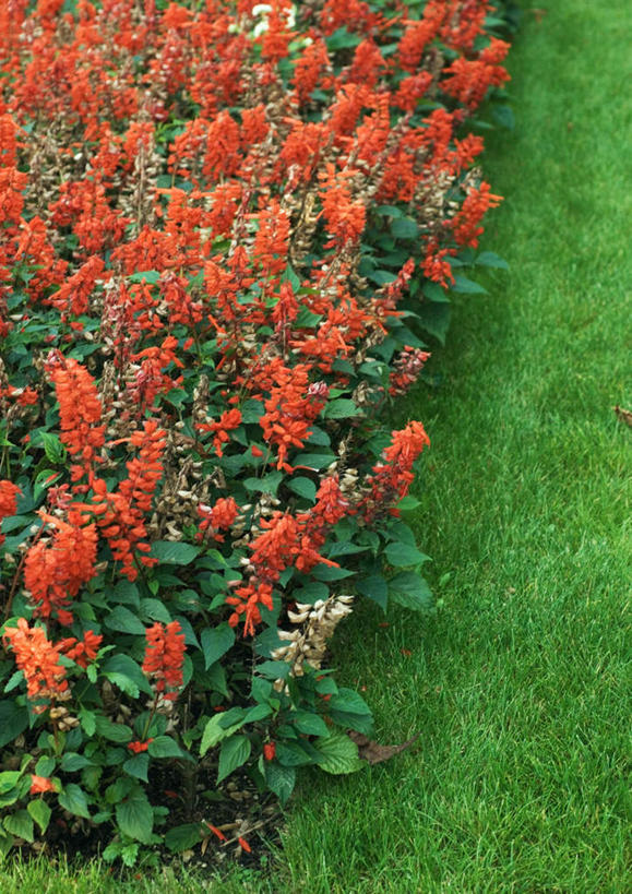 无人,竖图,俯视,室外,特写,白天,旅游,度假,花海,花圃,美景,叶子,盛开,景观,花蕾,娱乐,花,花瓣,花朵,鲜花,红色,绿色,自然,花丛,花束,花田,花苞,花蕊,享受,休闲,景色,放松,一串红,自然风光,爆仗红,拉尔维亚,西洋红,彩图,高角度拍摄