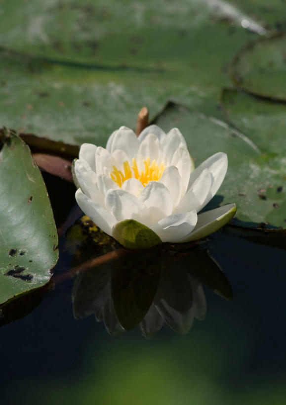 无人,竖图,室外,特写,白天,正面,旅游,度假,美景,睡莲,叶子,朦胧,模糊,景观,绿叶,花蕾,娱乐,花瓣,花朵,鲜花,一朵,自然,花苞,享受,休闲,嫩叶,景色,放松,自然风光,纯真,妖艳,水芹花,抒情,洁净,水洋花,子午莲,叶,叶片,彩图