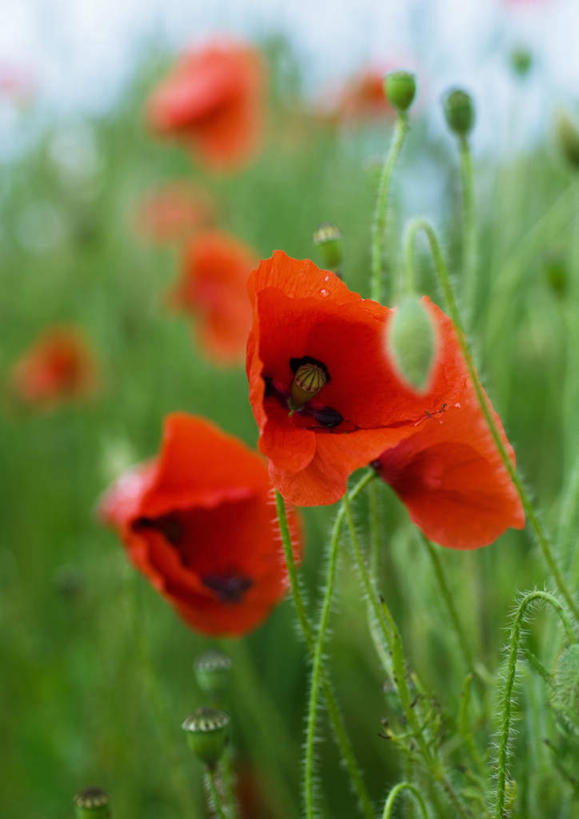 无人,竖图,室外,特写,白天,正面,旅游,度假,美景,植物,罂粟,朦胧,模糊,景观,草药,娱乐,中药,红色,自然,享受,休闲,景色,放松,毒品,自然风光,药材,中草药,中药材,本草,止痛,镇静,安眠,红罂粟,罂粟花,彩图