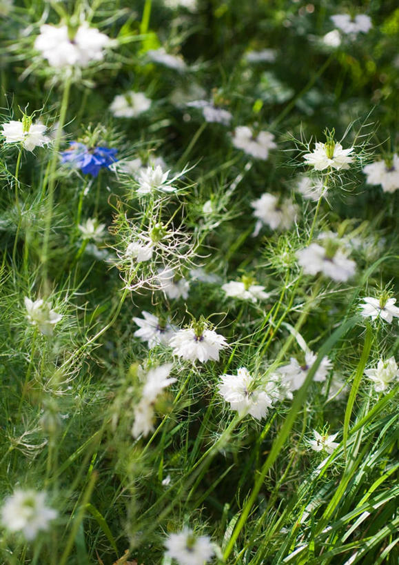 无人,竖图,室外,特写,白天,正面,旅游,度假,美景,许多,朦胧,模糊,盛开,景观,黑种草,花蕾,娱乐,花,花瓣,花朵,鲜花,白色,自然,花苞,花蕊,享受,休闲,景色,放松,自然风光,黑子草,彩图