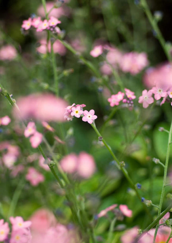 无人,竖图,室外,特写,白天,正面,旅游,度假,美景,勿忘我,叶子,许多,朦胧,模糊,盛开,景观,绿叶,娱乐,花,花瓣,花朵,鲜花,粉色,自然,花蕊,享受,休闲,嫩叶,景色,放松,自然风光,叶,叶片,星辰花,勿忘草,斯太菊,矶松,彩图