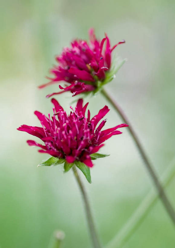 无人,竖图,室外,特写,白天,正面,旅游,度假,美景,植物,朦胧,模糊,盛开,景观,草药,药草,花蕾,娱乐,中药,花,花瓣,花朵,鲜花,两朵,紫色,自然,花苞,花蕊,享受,休闲,景色,放松,机智,自然风光,止咳,药材,中草药,中药材,本草,说谎,化痰,紫苑,紫苑花,彩图,润肺