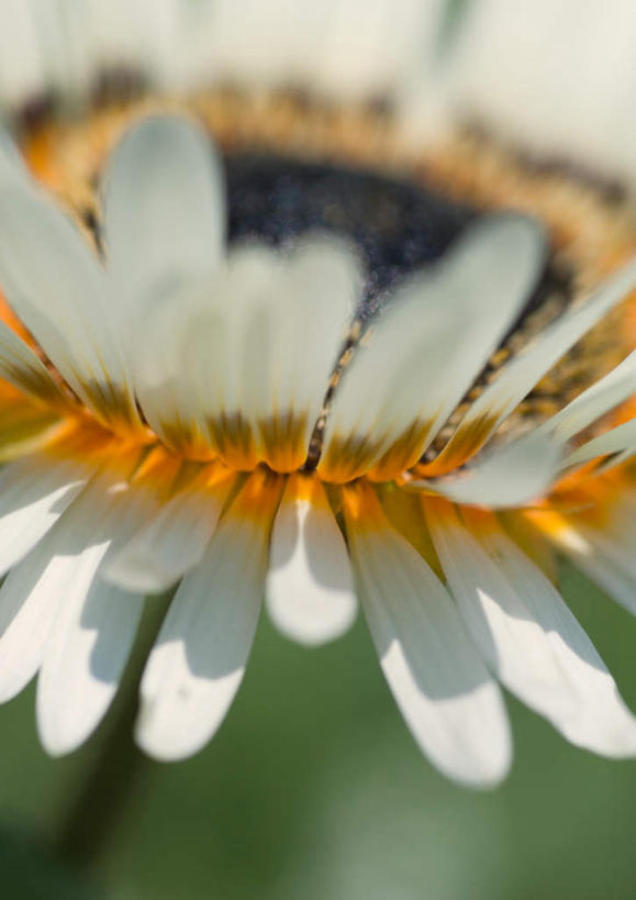 无人,竖图,室外,特写,白天,正面,旅游,度假,美景,植物,朦胧,模糊,盛开,景观,草药,药草,花蕾,娱乐,中药,花,花瓣,花朵,鲜花,一朵,自然,花苞,花蕊,享受,休闲,景色,放松,机智,自然风光,止咳,药材,中草药,中药材,本草,说谎,化痰,紫苑,紫苑花,彩图,润肺