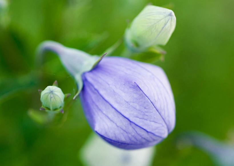 无人,横图,室外,特写,白天,正面,爱情,旅游,度假,美景,朦胧,模糊,盛开,景观,花蕾,娱乐,花,花瓣,花朵,鲜花,一朵,蓝色,自然,花苞,花蕊,享受,休闲,景色,放松,桔梗花,僧冠帽,自然风光,柔顺,六角荷,永恒,梗草,悲哀,诚实,无望,彩图