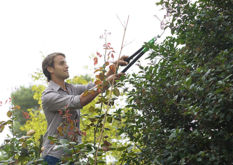 西方人,一个人,站,横图,室外,白天,侧面,旅游,度假,植物,叶子,欧洲,欧洲人,仅一个男性,仅一个人,修剪,剪刀,庭院,绿叶,拿,拿着,娱乐,树,树木,仅一个年轻男性,绿色,自然,站着,享受,休闲,嫩叶,放松,生长,成长,剪,男人,男性,年轻男性,白种人,叶,叶片,站立,半身,彩图