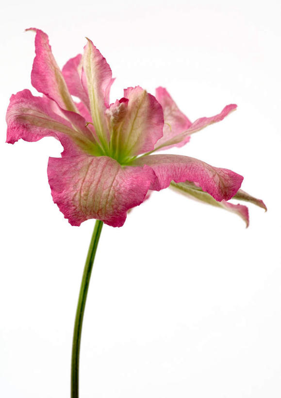 无人,竖图,室内,特写,白天,白色背景,正面,植物,盛开,铁线莲,花蕾,花,花瓣,花朵,花卉,鲜花,一朵,粉色,花苞,花蕊,摄影,影棚,番莲,威灵仙,山木通,彩图,影棚拍摄,拍摄