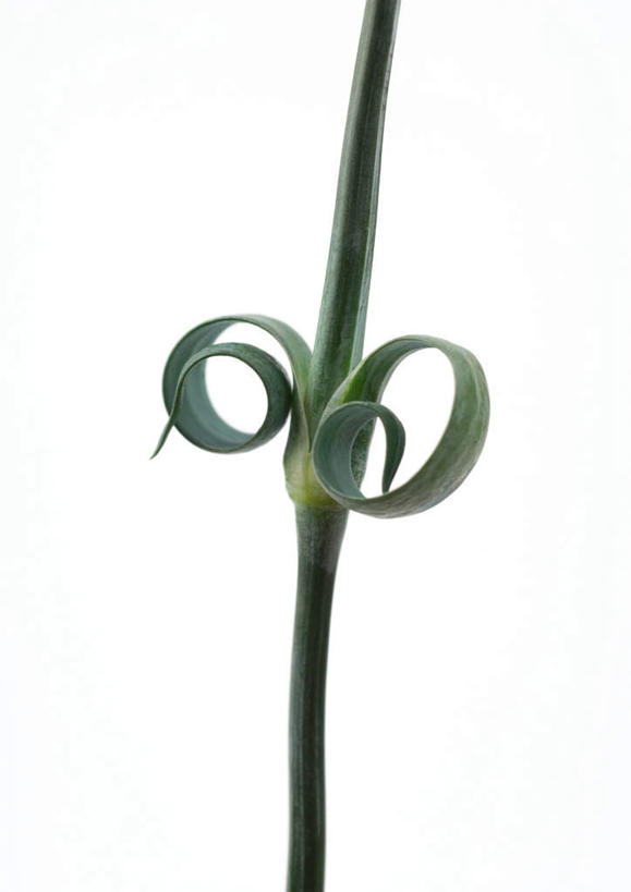 无人,竖图,室内,特写,白天,白色背景,正面,植物,叶子,茎,绿叶,一个,嫩叶,摄影,影棚,卷,叶,叶片,彩图,影棚拍摄,拍摄