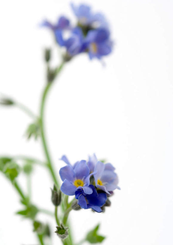 无人,竖图,室内,特写,白天,白色背景,正面,植物,勿忘我,朦胧,模糊,盛开,花蕾,花,花瓣,花朵,花卉,鲜花,两朵,蓝色,花苞,花蕊,摄影,影棚,星辰花,勿忘草,斯太菊,矶松,彩图,影棚拍摄,拍摄