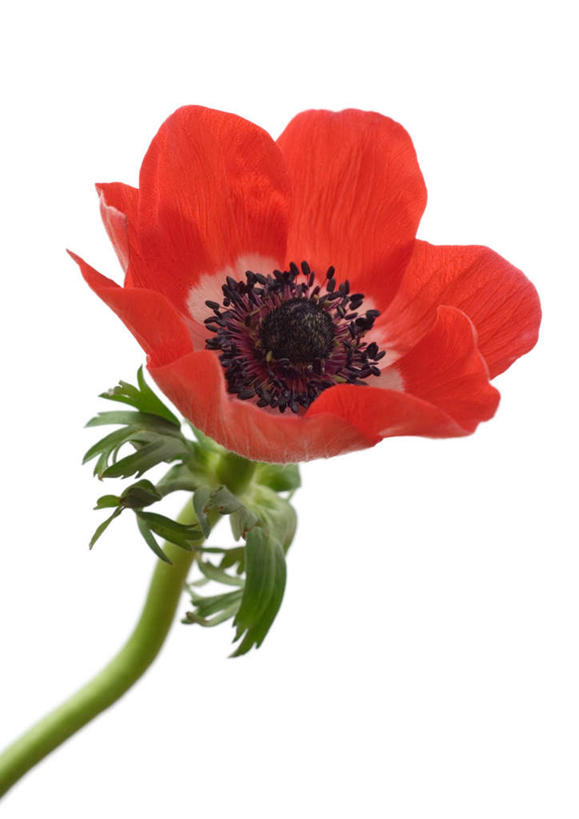 无人,竖图,室内,特写,白天,白色背景,正面,植物,盛开,花蕾,花,花瓣,花朵,花卉,鲜花,一朵,红色,花苞,花蕊,摄影,银莲花,影棚,银莲,复活节花,彩图,影棚拍摄,拍摄