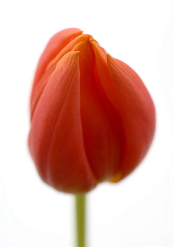 无人,竖图,室内,特写,白天,白色背景,正面,植物,郁金香,盛开,花蕾,花,花瓣,花朵,花卉,鲜花,一朵,红色,花苞,花蕊,摄影,影棚,郁香,洋荷花,草麝香,彩图,影棚拍摄,拍摄