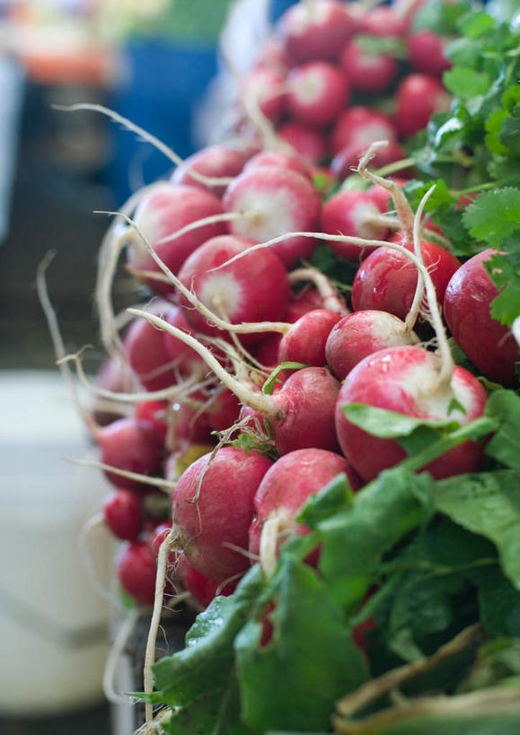 无人,竖图,室内,白天,正面,萝卜,蔬菜,叶子,一堆,许多,堆叠,堆积,新鲜,食品,绿叶,食物,红色,嫩叶,有机食品,绿色食品,水萝卜,堆,叶,叶片,彩图